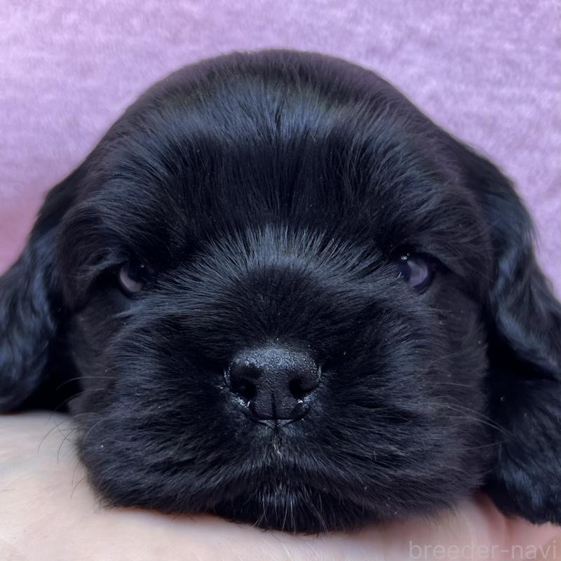 販売中の大阪府のアメリカンコッカースパニエル-431094