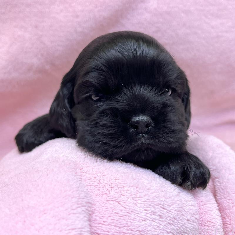 販売中の大阪府のアメリカンコッカースパニエル-431094の8枚目