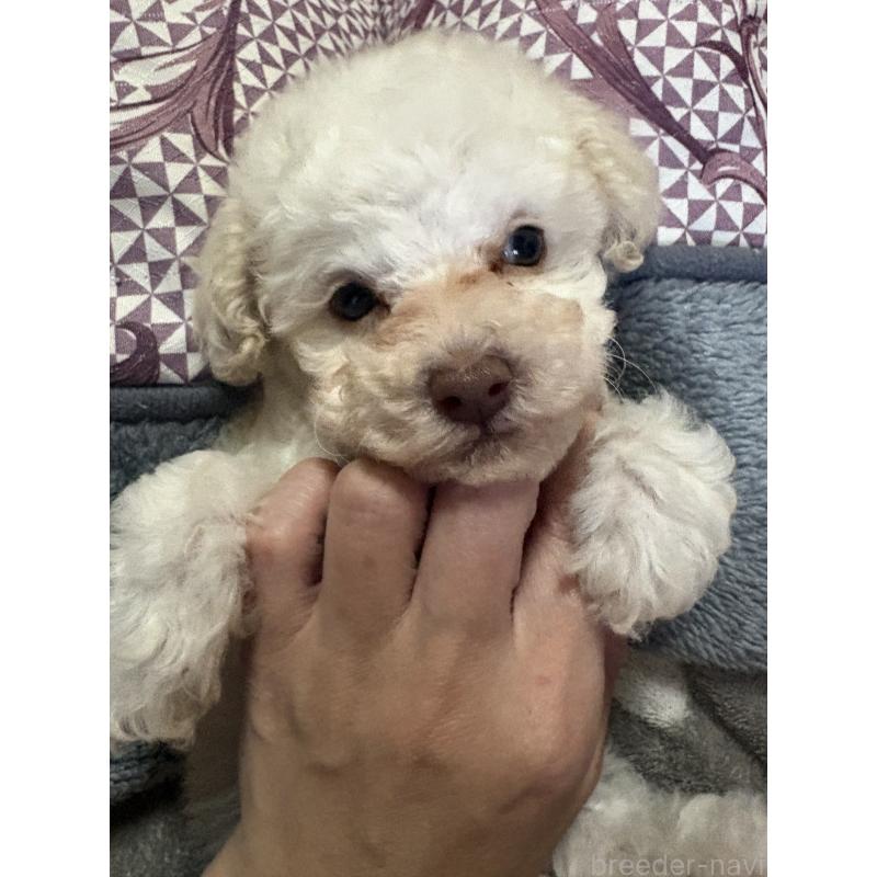 販売中の高知県のタイニープードル-428308の3枚目