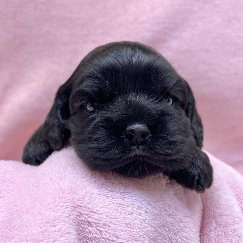 販売中の大阪府のアメリカンコッカースパニエル-431094の7枚目