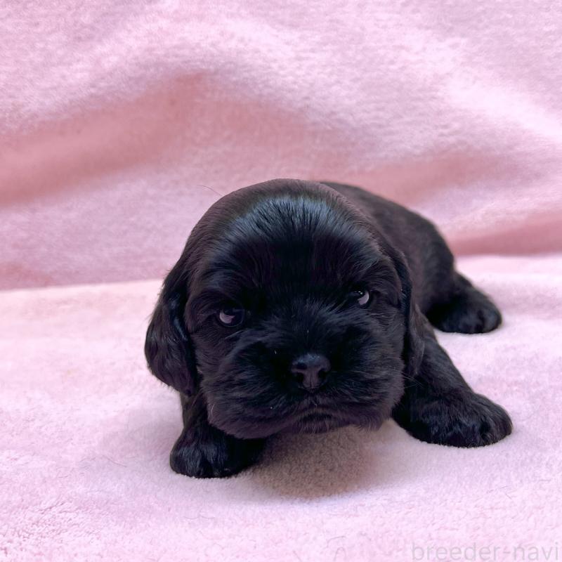 販売中の大阪府のアメリカンコッカースパニエル-431094の6枚目