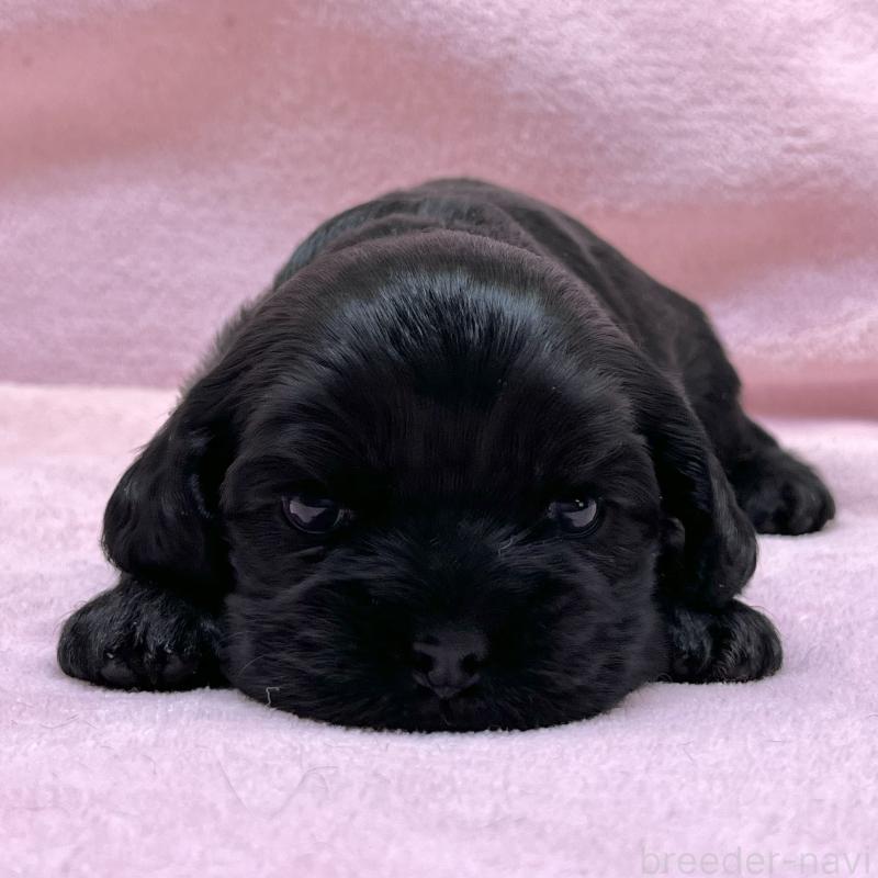 販売中の大阪府のアメリカンコッカースパニエル-431094の5枚目