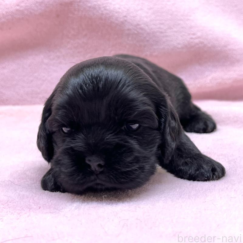 販売中の大阪府のアメリカンコッカースパニエル-431094の4枚目