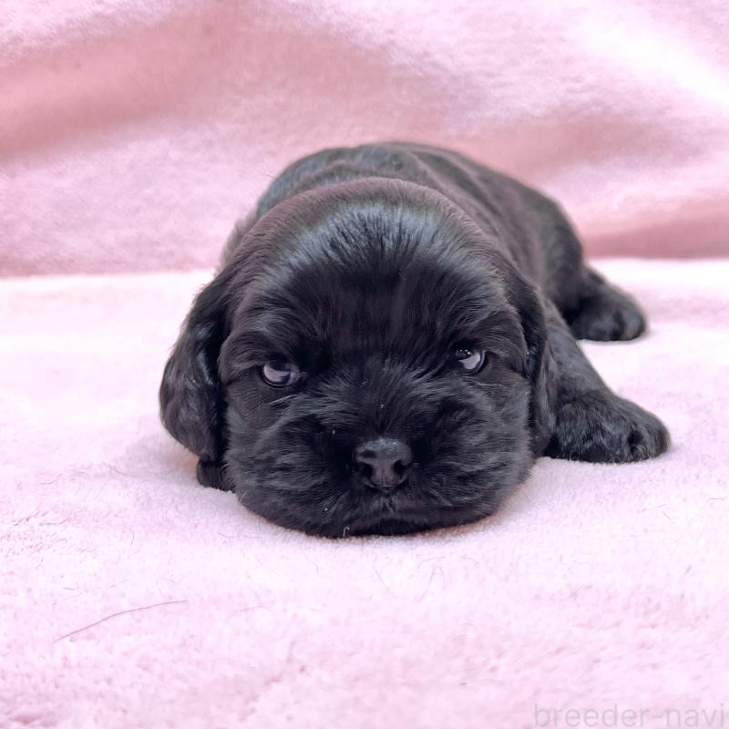 販売中の大阪府のアメリカンコッカースパニエル-431094の3枚目