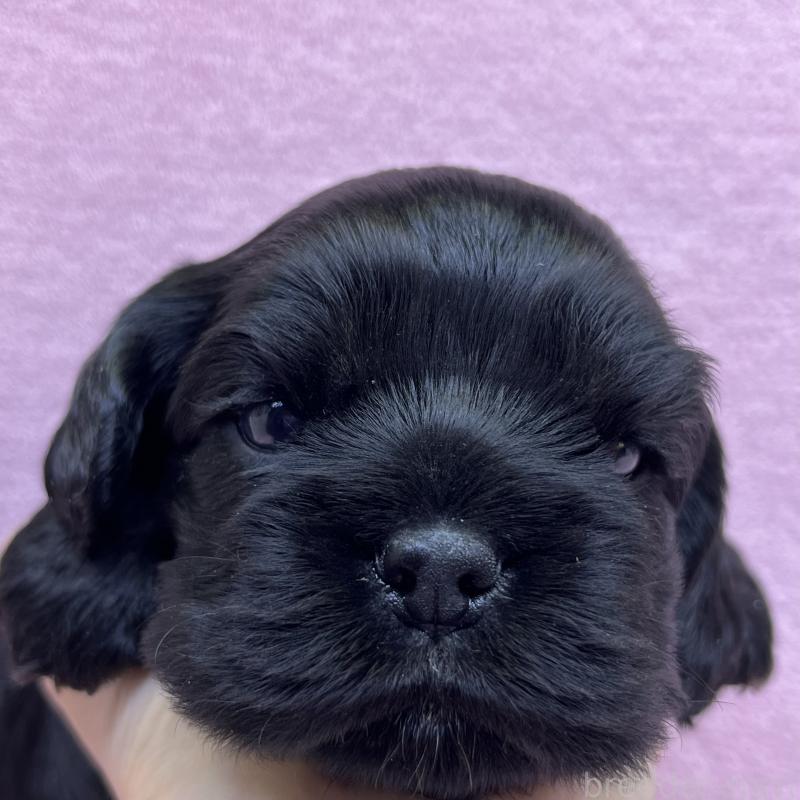 販売中の大阪府のアメリカンコッカースパニエル-431094の2枚目