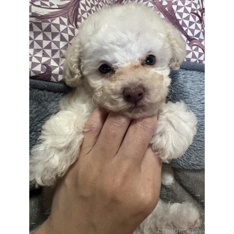 販売中の高知県のタイニープードル-428308の2枚目