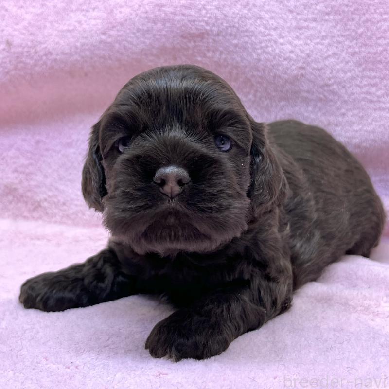 販売中の大阪府のアメリカンコッカースパニエル-431095