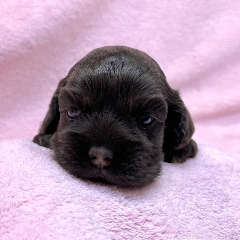 販売中の大阪府のアメリカンコッカースパニエル-431095の10枚目