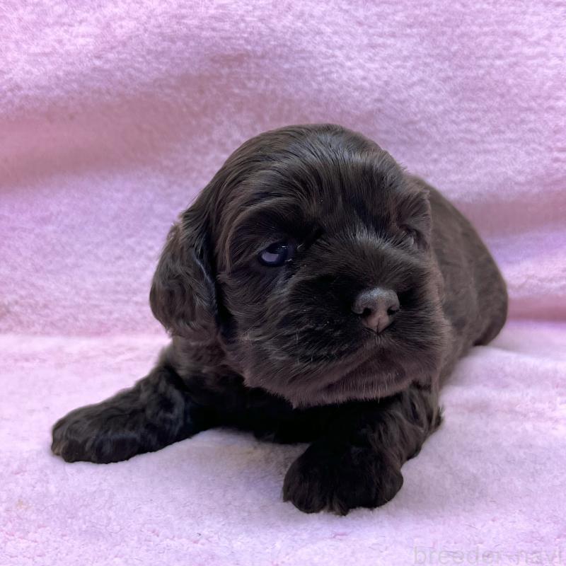 販売中の大阪府のアメリカンコッカースパニエル-431095の9枚目