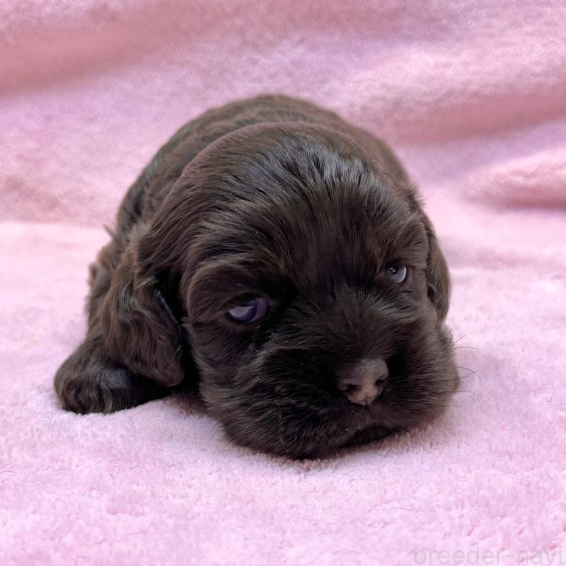 販売中の大阪府のアメリカンコッカースパニエル-431095の8枚目