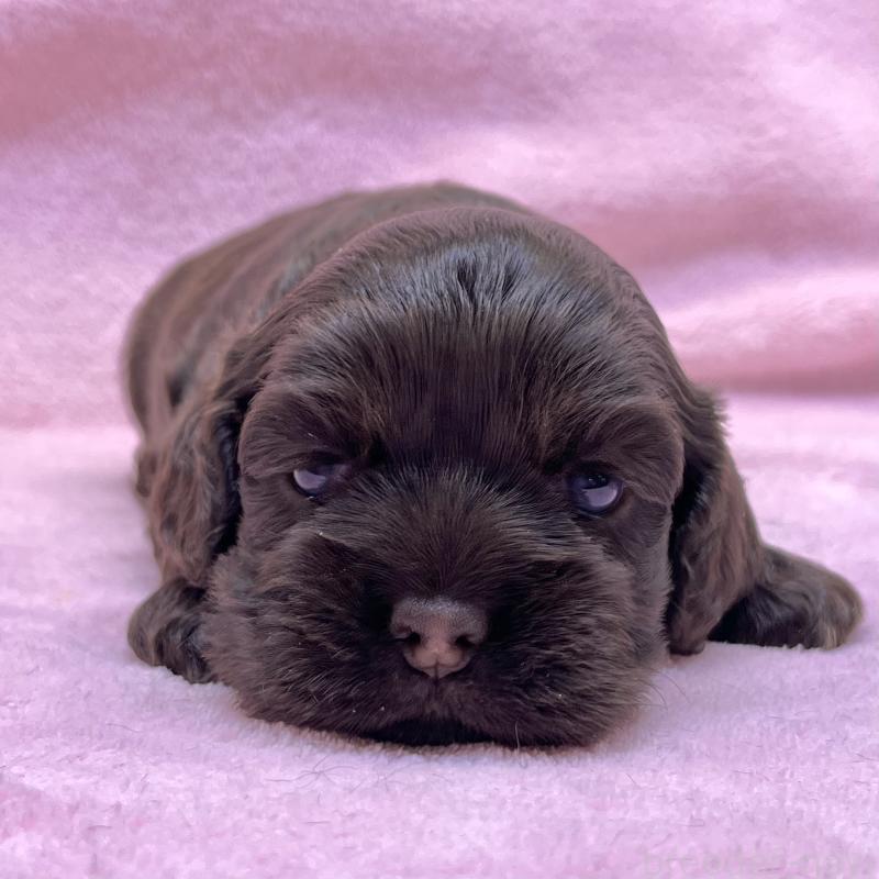 販売中の大阪府のアメリカンコッカースパニエル-431095の7枚目