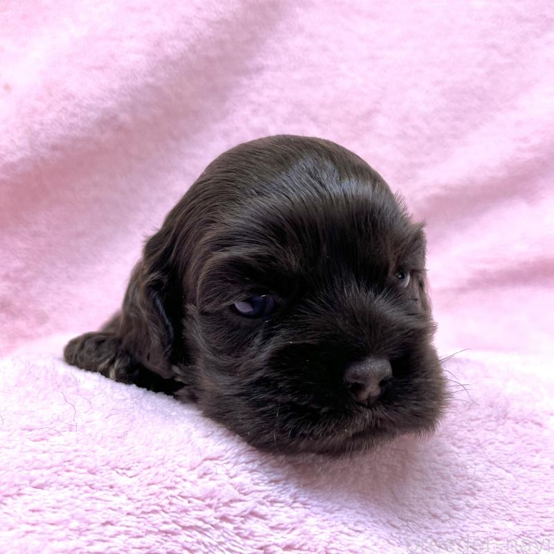 販売中の大阪府のアメリカンコッカースパニエル-431095の6枚目