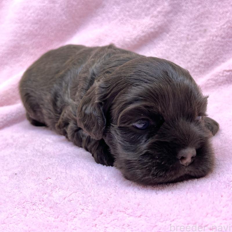 販売中の大阪府のアメリカンコッカースパニエル-431095の5枚目