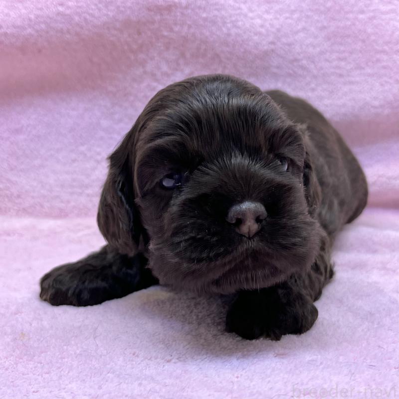 販売中の大阪府のアメリカンコッカースパニエル-431095の4枚目