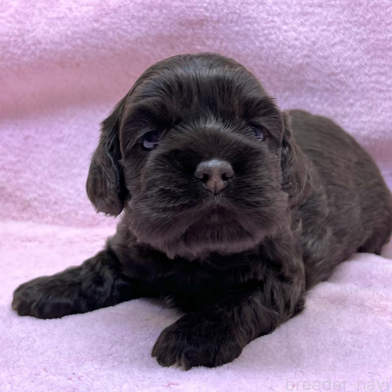 販売中の大阪府のアメリカンコッカースパニエル-431095の3枚目