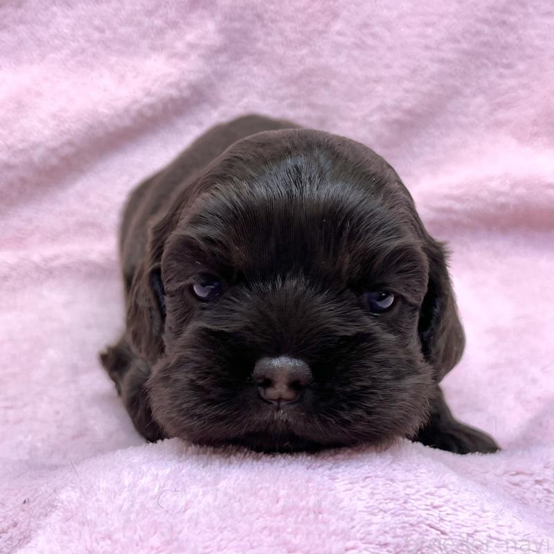 販売中の大阪府のアメリカンコッカースパニエル-431095の2枚目