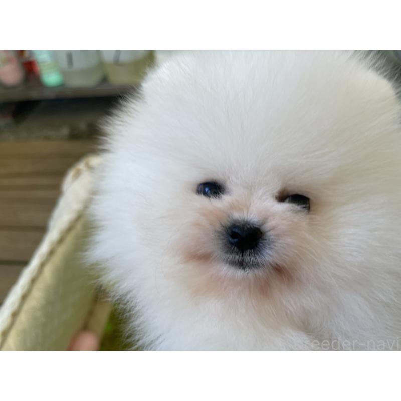 成約済の岐阜県のポメラニアン-428442の7枚目