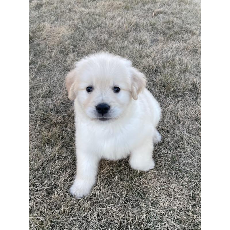 成約済の茨城県のゴールデンレトリーバー-429647の4枚目