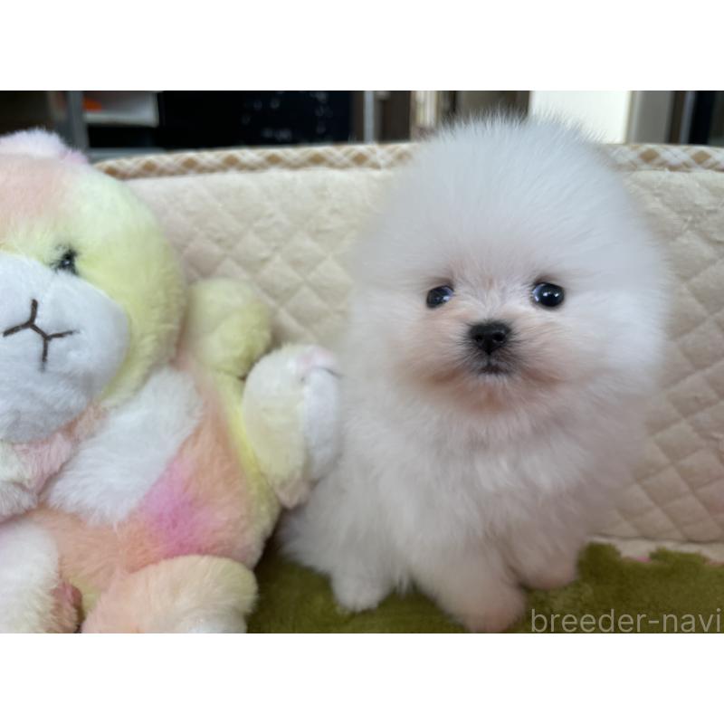 販売中の岐阜県のポメラニアン-431096の5枚目