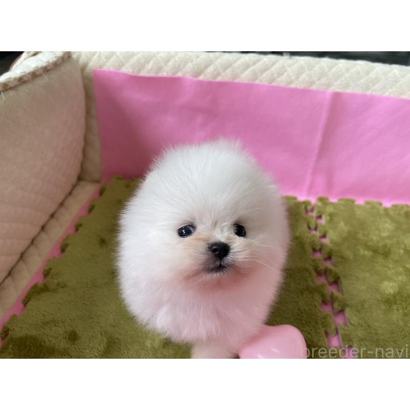 販売中の岐阜県のポメラニアン-431096の4枚目