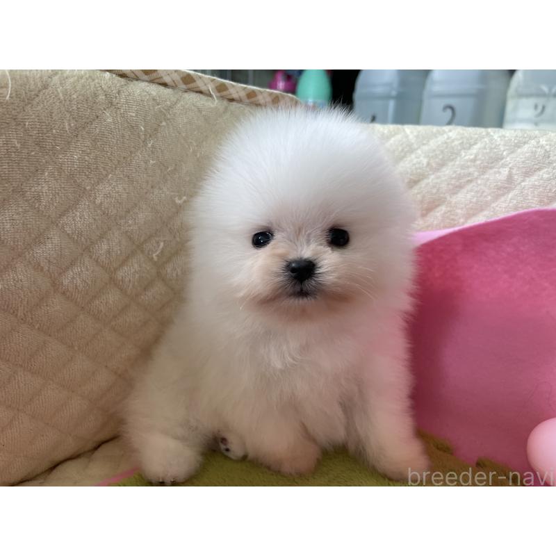販売中の岐阜県のポメラニアン-431096の3枚目