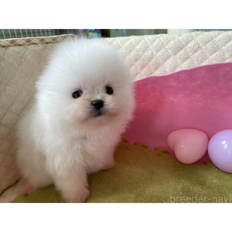 販売中の岐阜県のポメラニアン-431096の2枚目