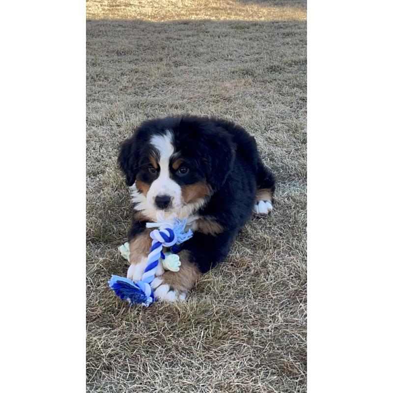 販売中の茨城県のバーニーズマウンテンドッグ-425295の14枚目