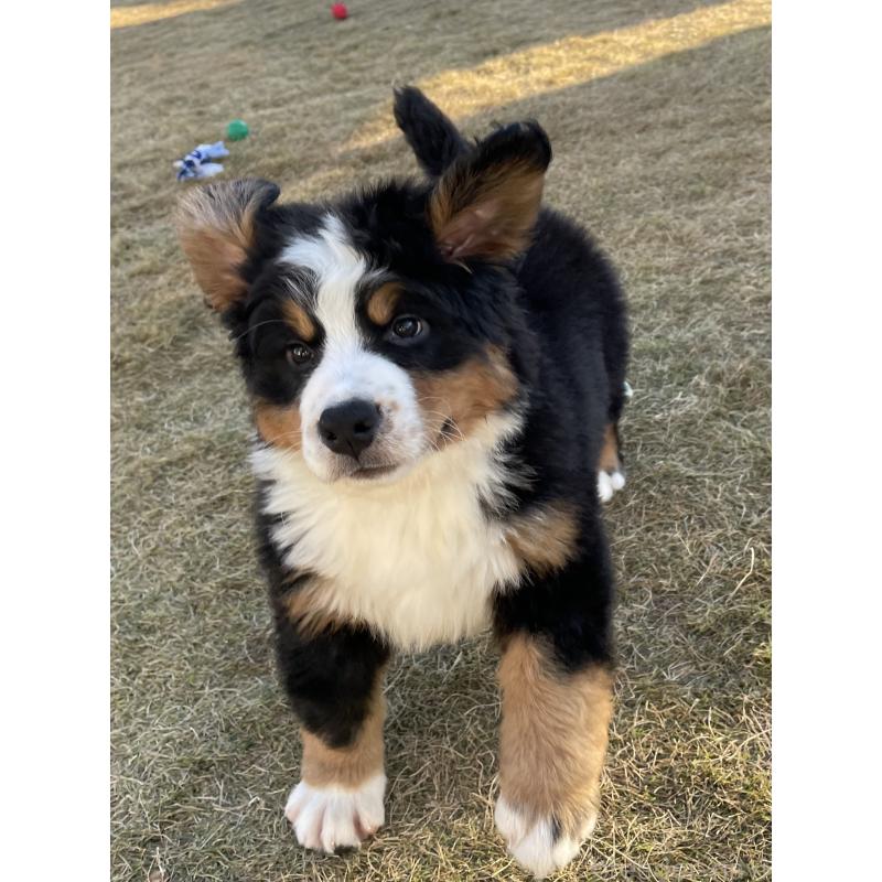 販売中の茨城県のバーニーズマウンテンドッグ-425295の13枚目