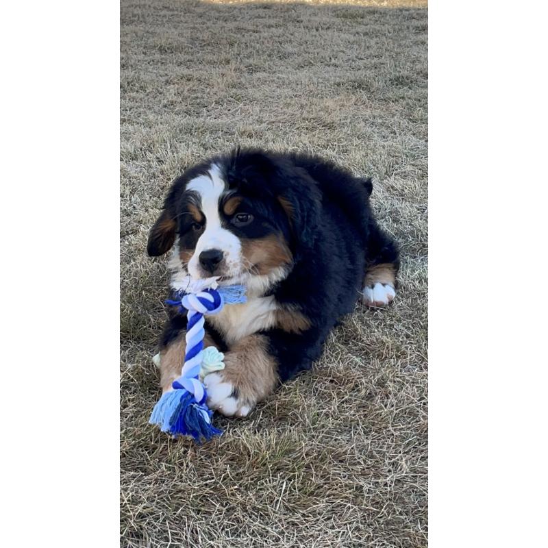 販売中の茨城県のバーニーズマウンテンドッグ-425295の12枚目