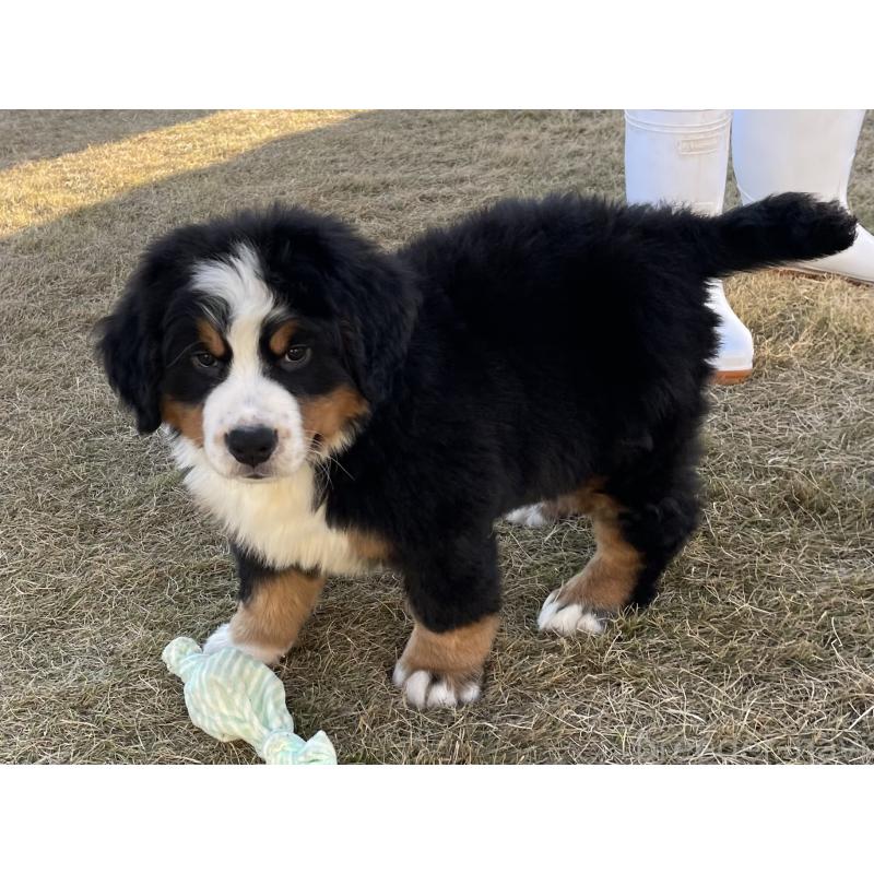 販売中の茨城県のバーニーズマウンテンドッグ-425295の11枚目