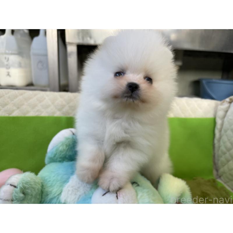 販売中の岐阜県のポメラニアン-431097の4枚目