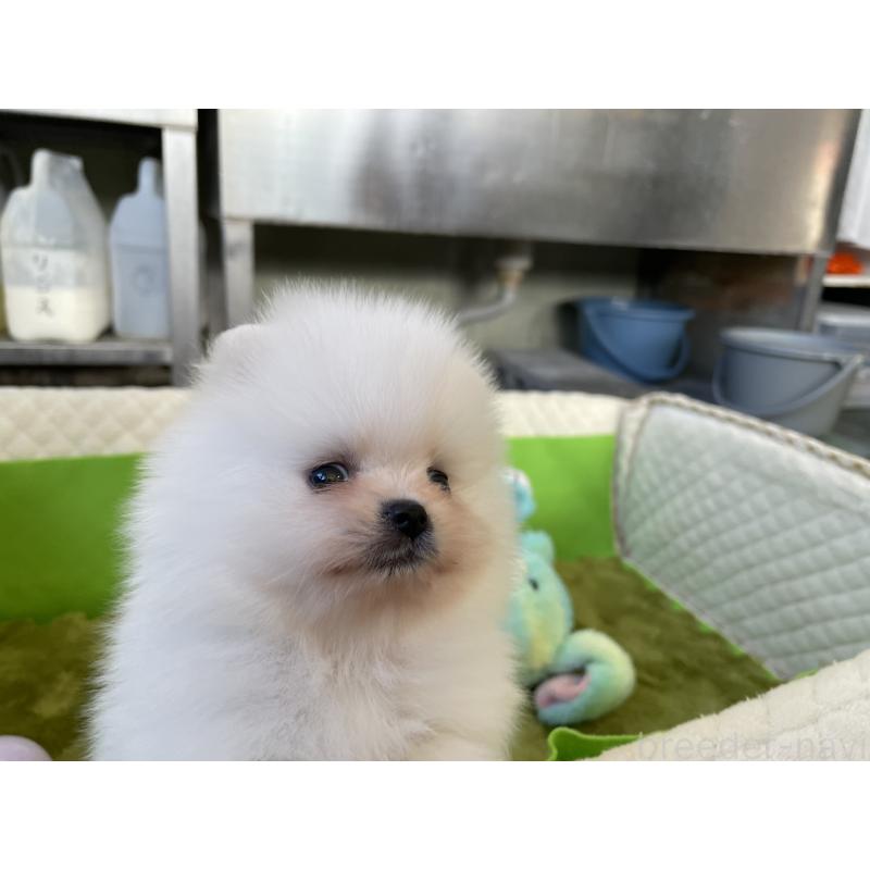 販売中の岐阜県のポメラニアン-431097の3枚目