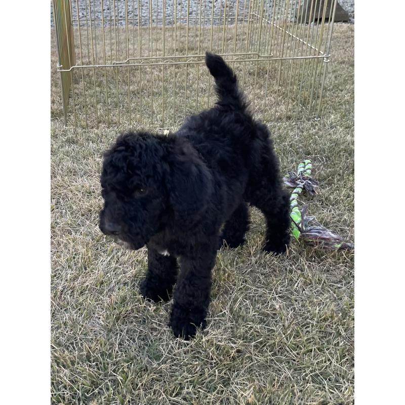 販売中の茨城県のスタンダードプードル-426748の16枚目