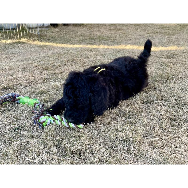 販売中の茨城県のスタンダードプードル-426748の15枚目