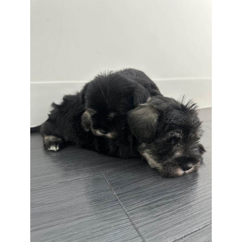 販売中の群馬県のミニチュアシュナウザー-431098の8枚目