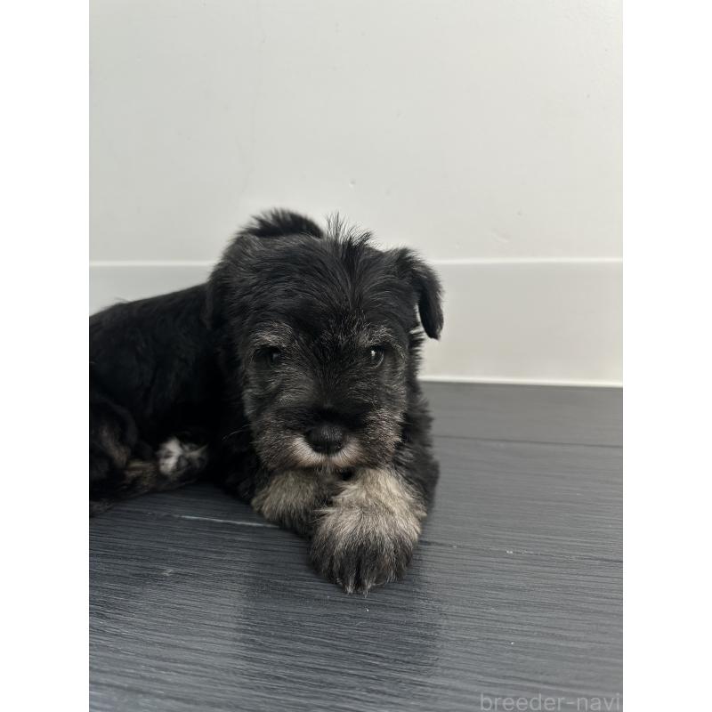 販売中の群馬県のミニチュアシュナウザー-431098の7枚目