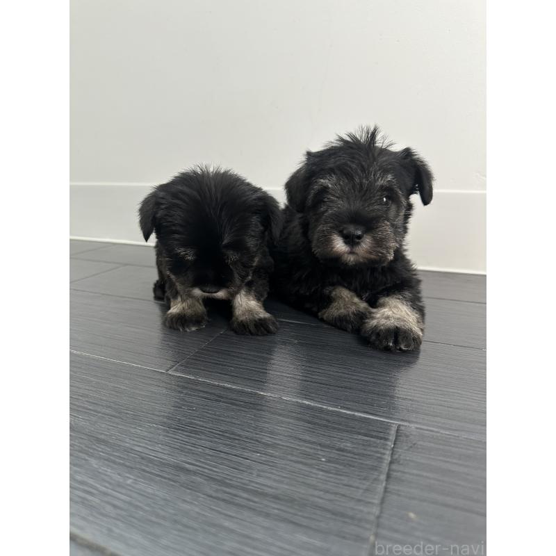 販売中の群馬県のミニチュアシュナウザー-431098の6枚目