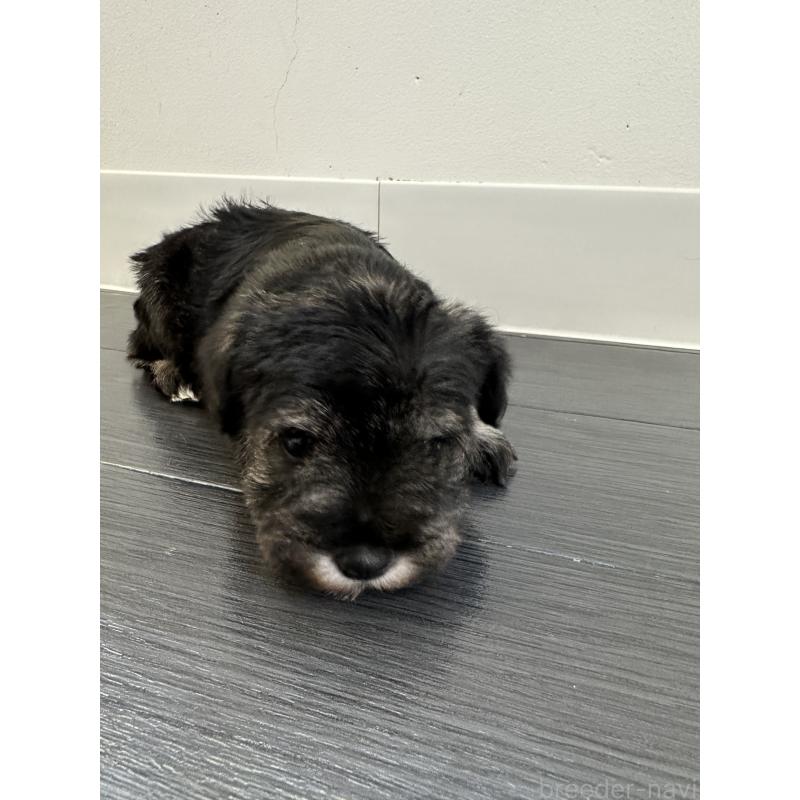 販売中の群馬県のミニチュアシュナウザー-431098の5枚目