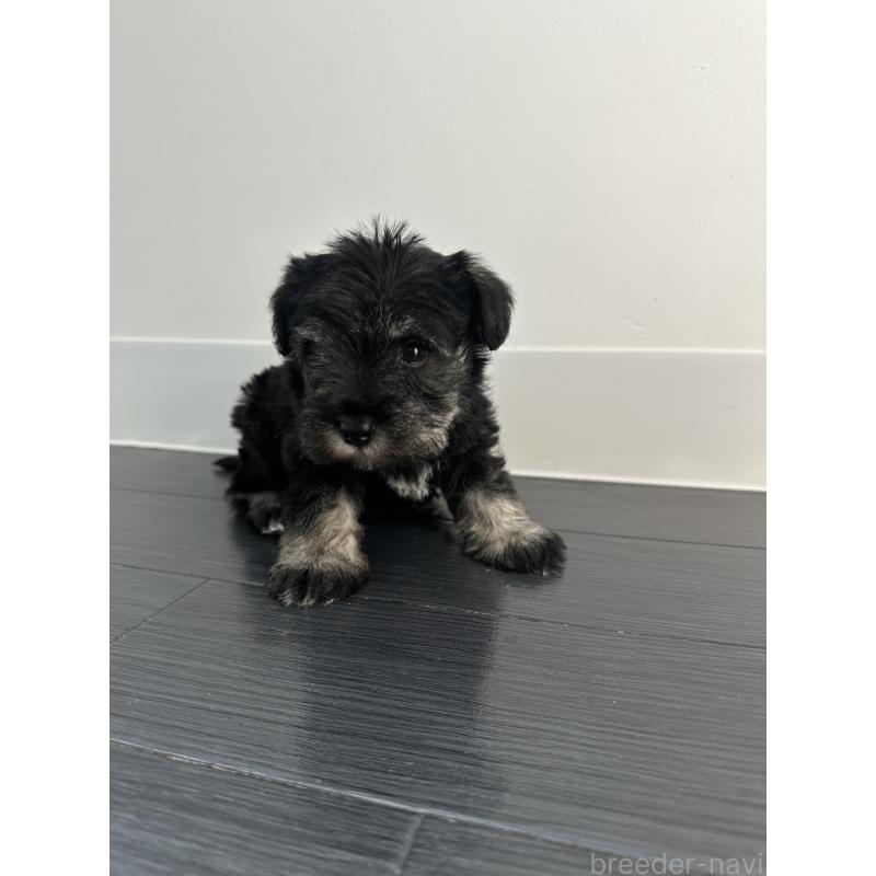 販売中の群馬県のミニチュアシュナウザー-431098の4枚目