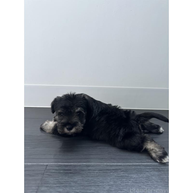 販売中の群馬県のミニチュアシュナウザー-431098の3枚目