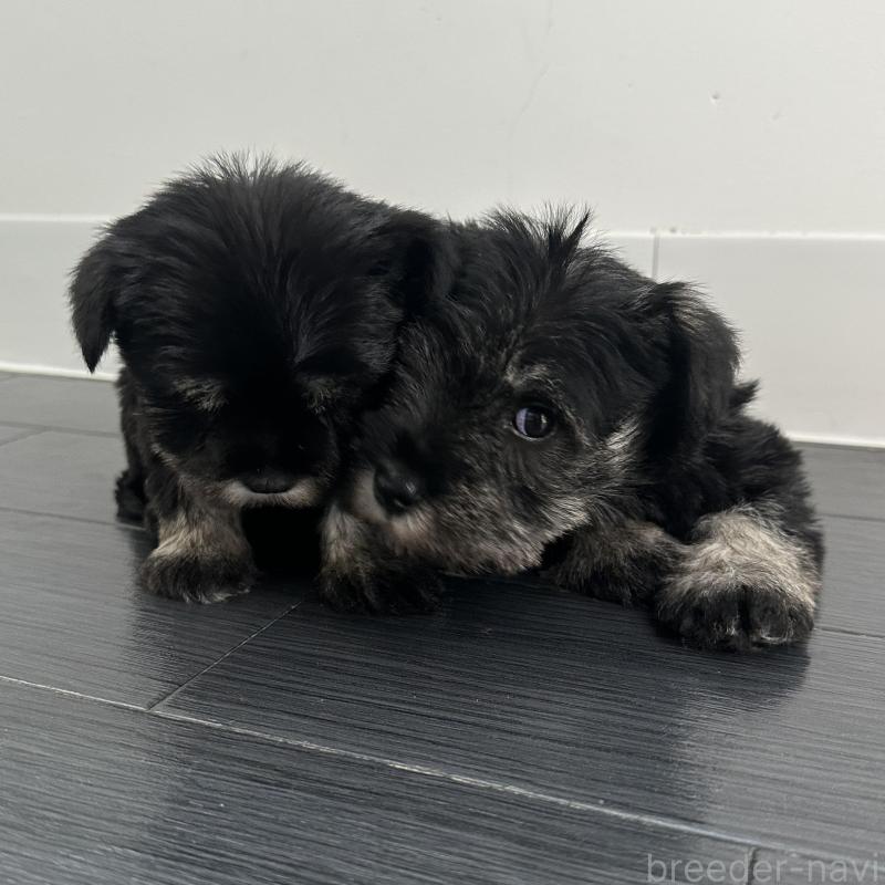 販売中の群馬県のミニチュアシュナウザー-431098の2枚目