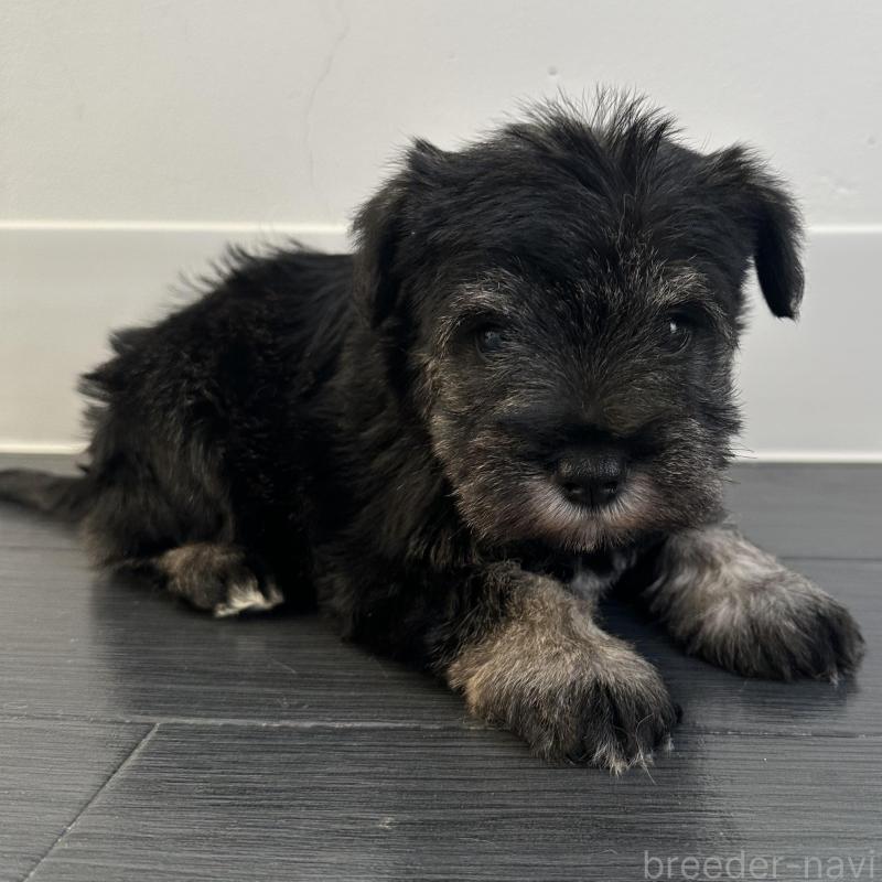 販売中の群馬県のミニチュアシュナウザー-431098の1枚目