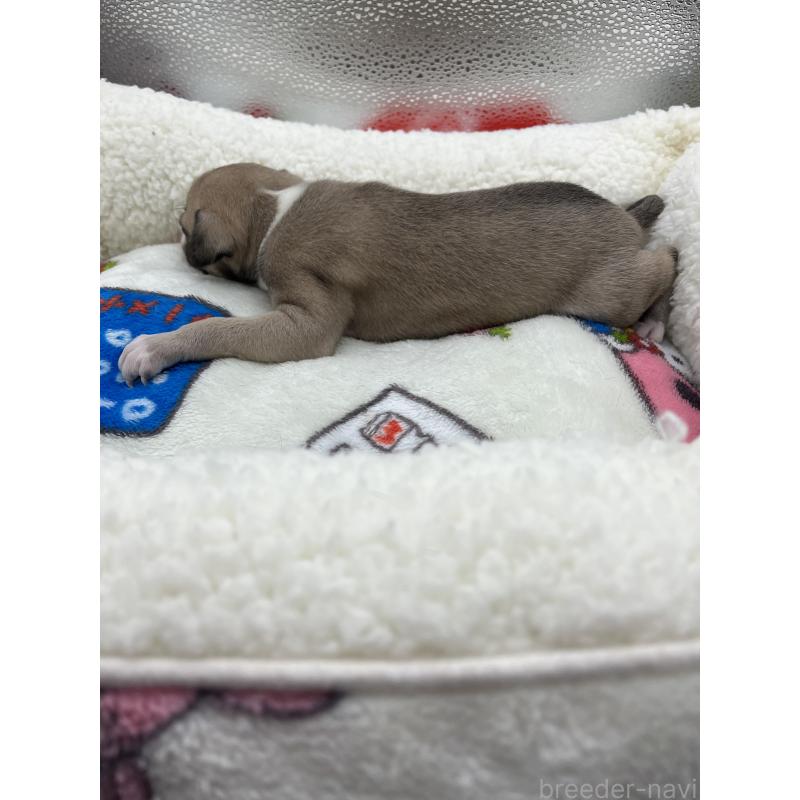 販売中の静岡県のイタリアングレーハウンド(イタグレ)-431099の5枚目