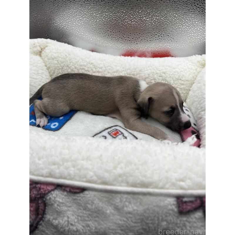 販売中の静岡県のイタリアングレーハウンド(イタグレ)-431099の4枚目