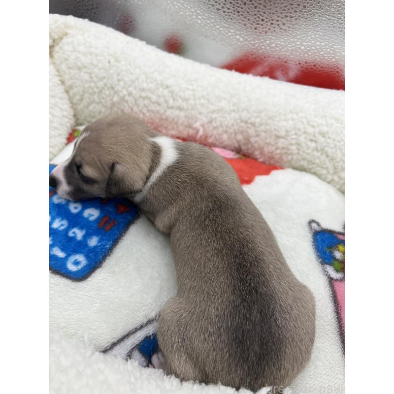 販売中の静岡県のイタリアングレーハウンド(イタグレ)-431099の3枚目