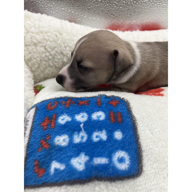 販売中の静岡県のイタリアングレーハウンド(イタグレ)-431099の2枚目