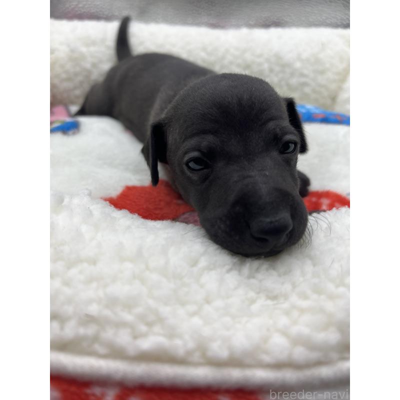 販売中の静岡県のイタリアングレーハウンド(イタグレ)-431100の5枚目