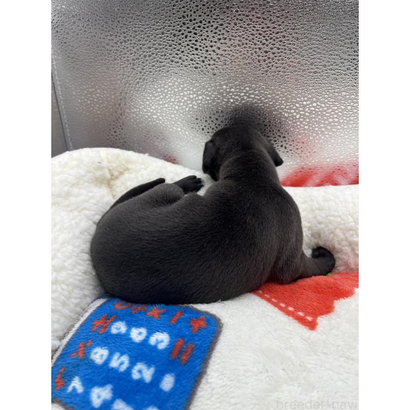 販売中の静岡県のイタリアングレーハウンド(イタグレ)-431100の3枚目