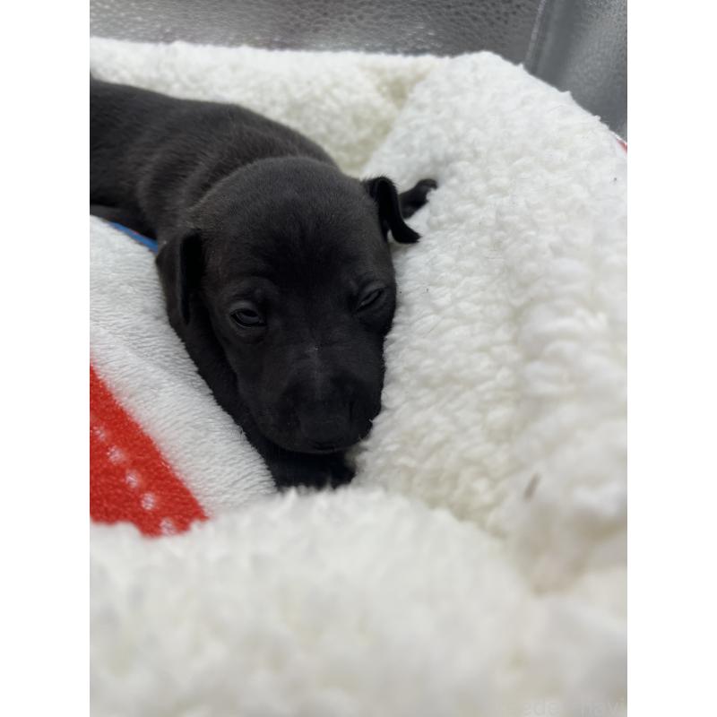 販売中の静岡県のイタリアングレーハウンド(イタグレ)-431100の2枚目