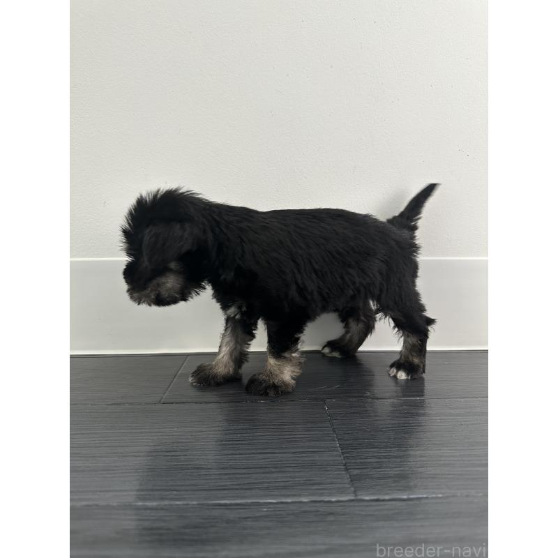 販売中の群馬県のミニチュアシュナウザー-431101の7枚目